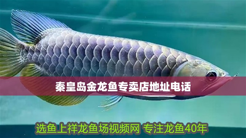 秦皇島金龍魚專賣店地址電話