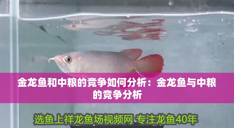 金龍魚和中糧的競爭如何分析：金龍魚與中糧的競爭分析