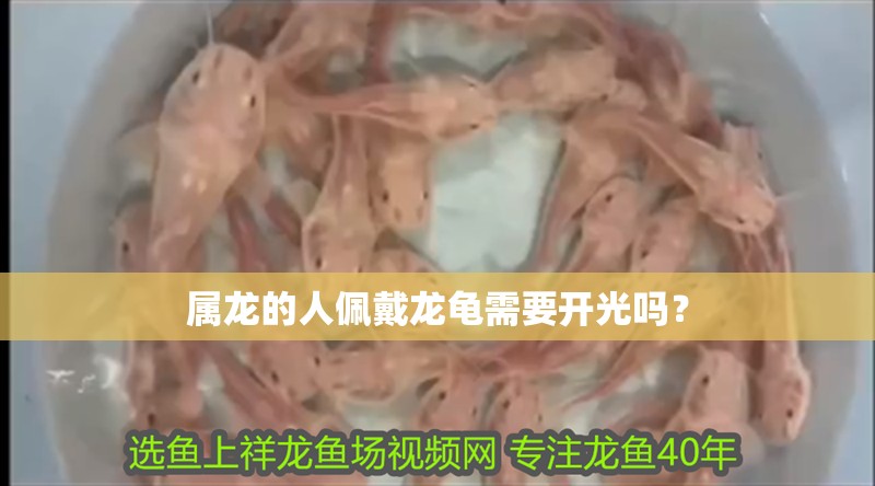 屬龍的人佩戴龍龜需要開光嗎？