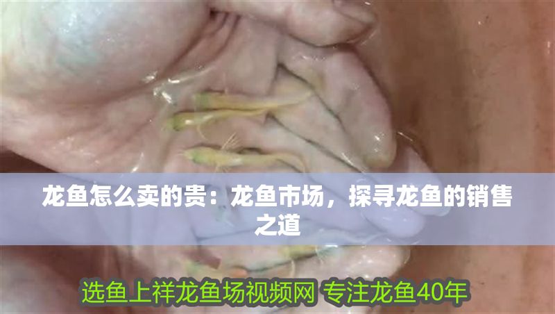 龍魚怎么賣的貴：龍魚市場，探尋龍魚的銷售之道