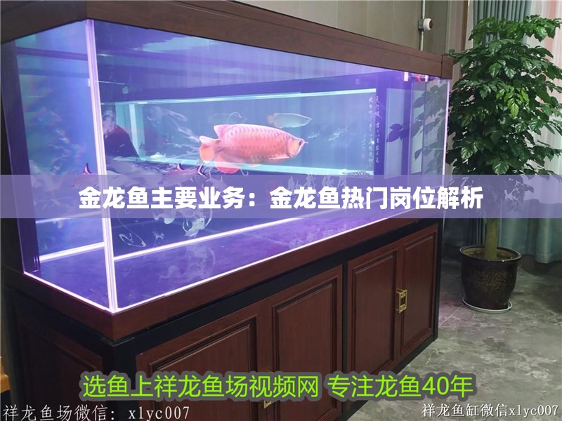 金龍魚主要業(yè)務：金龍魚熱門崗位解析