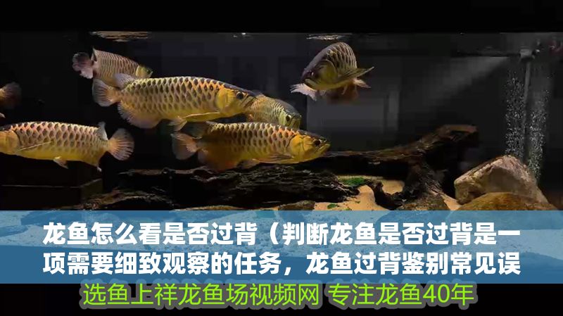 龍魚怎么看是否過背（判斷龍魚是否過背是一項需要細致觀察的任務，龍魚過背鑒別常見誤區）