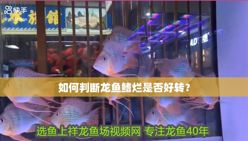 如何判斷龍魚鰭爛是否好轉(zhuǎn)？