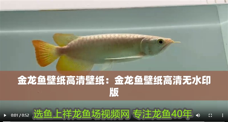 金龍魚壁紙高清壁紙：金龍魚壁紙高清無水印版
