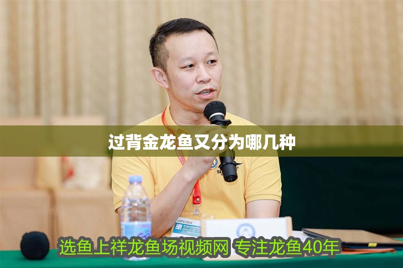 過背金龍魚又分為哪幾種