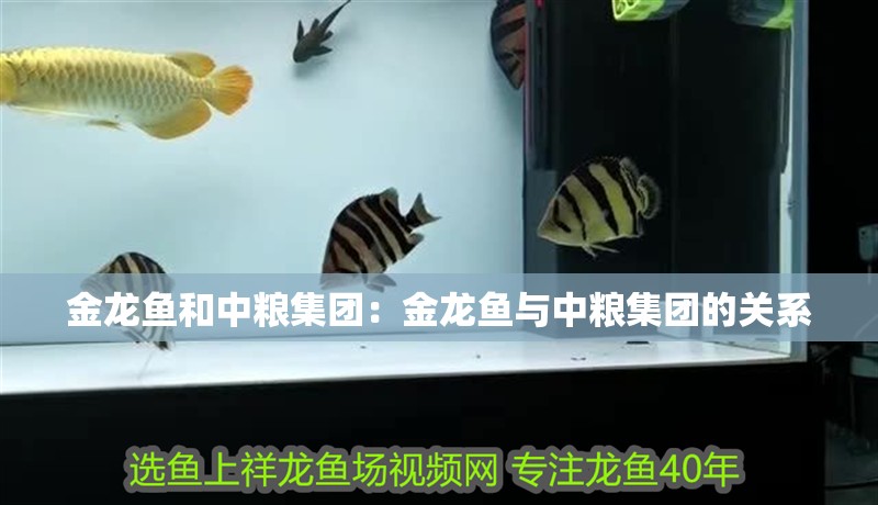 虎魚和龍魚混養怎么喂食