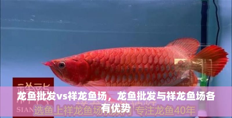 龍魚批發vs祥龍魚場，龍魚批發與祥龍魚場各有優勢