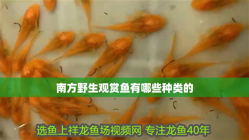 南方野生觀賞魚有哪些種類的
