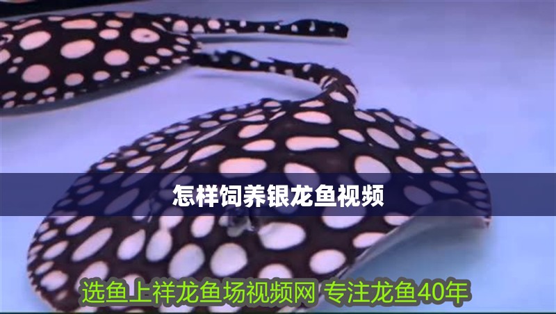 怎樣飼養銀龍魚視頻
