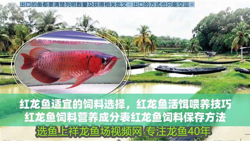 紅龍魚適宜的飼料選擇，紅龍魚活餌喂養技巧紅龍魚飼料營養成分表紅龍魚飼料保存方法