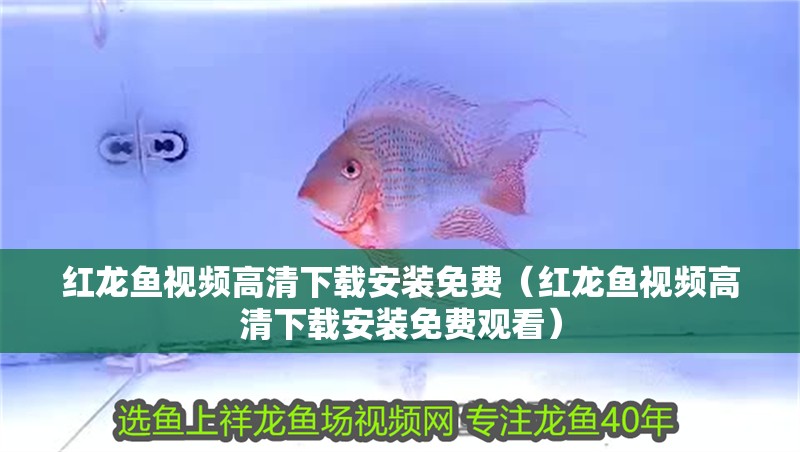 紅龍魚視頻高清下載安裝免費（紅龍魚視頻高清下載安裝免費觀看）