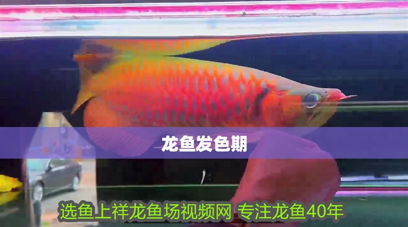 龍魚發色期