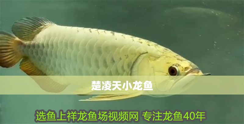 楚凌天小龍魚
