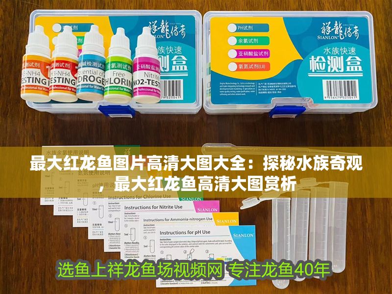 最大紅龍魚圖片高清大圖大全：探秘水族奇觀，最大紅龍魚高清大圖賞析