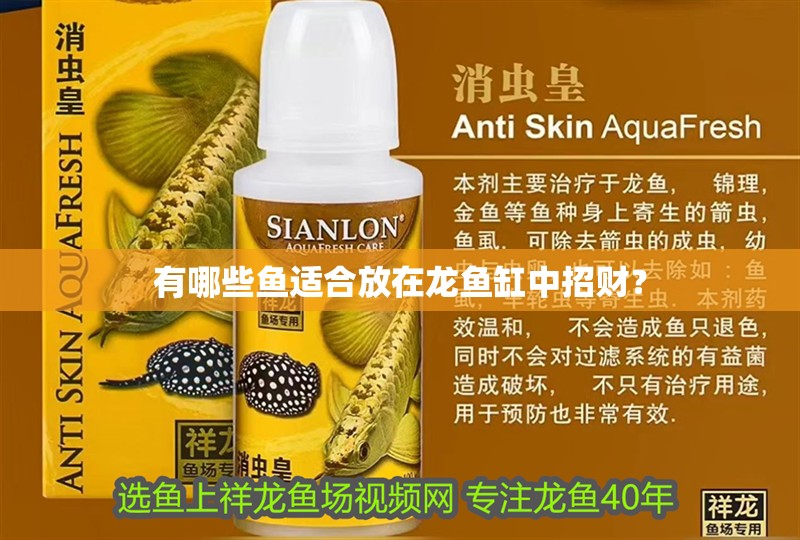 有哪些魚適合放在龍魚缸中招財？