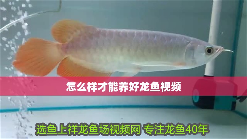 怎么樣才能養(yǎng)好龍魚視頻