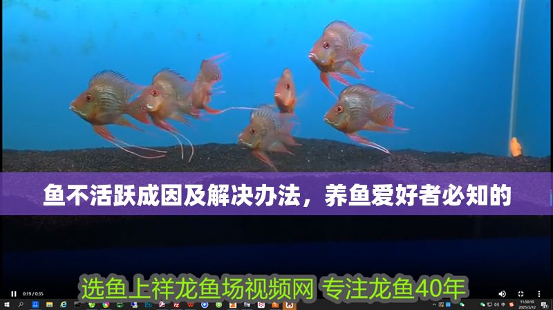 魚不活躍成因及解決辦法，養魚愛好者必知的