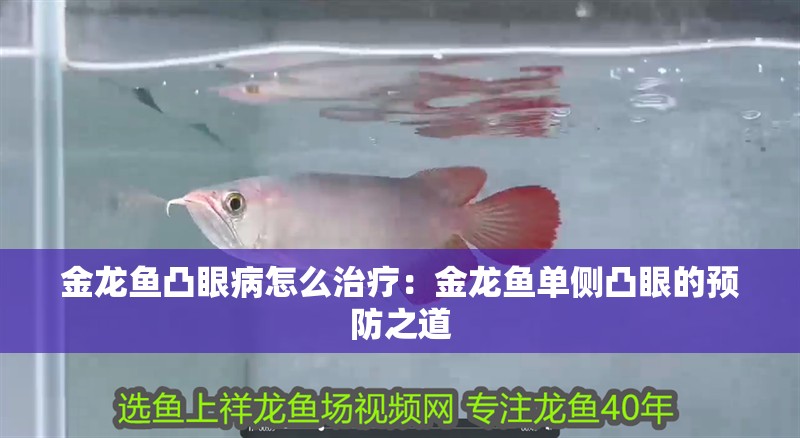 金龍魚凸眼病怎么治療：金龍魚單側凸眼的預防之道