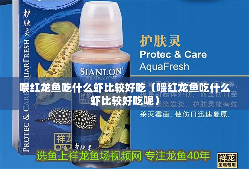 喂紅龍魚吃什么蝦比較好吃（喂紅龍魚吃什么蝦比較好吃呢）