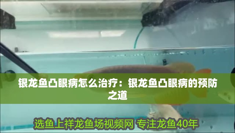 銀龍魚凸眼病怎么治療：銀龍魚凸眼病的預防之道