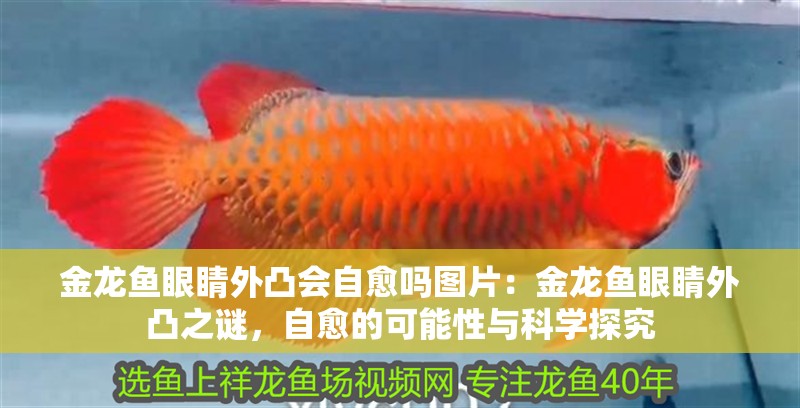金龍魚眼睛外凸會(huì)自愈嗎圖片：金龍魚眼睛外凸之謎，自愈的可能性與科學(xué)探究