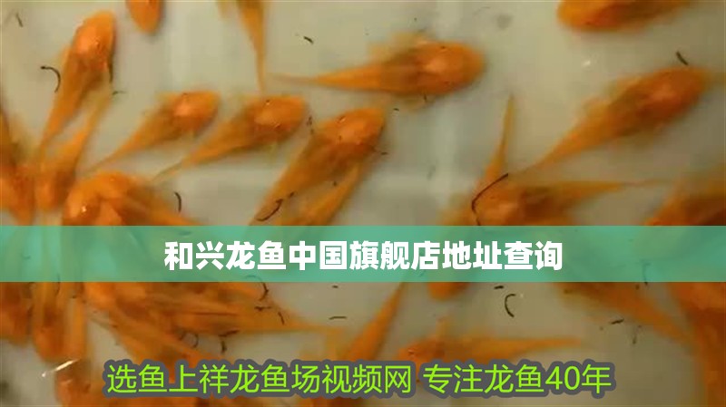 和興龍魚中國旗艦店地址查詢