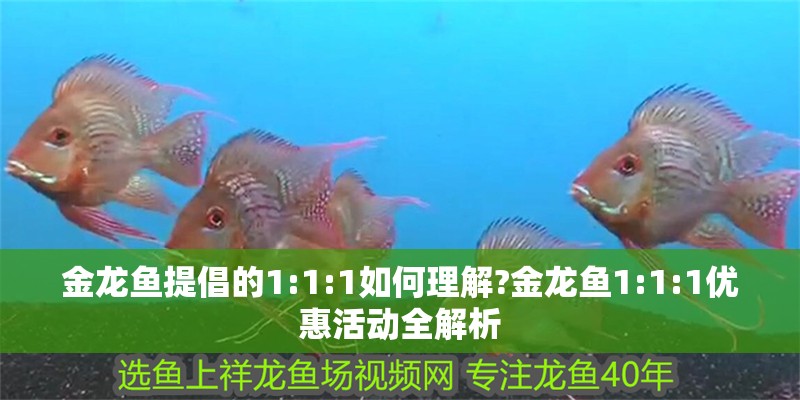 金龍魚提倡的1:1:1如何理解?金龍魚1:1:1優(yōu)惠活動全解析