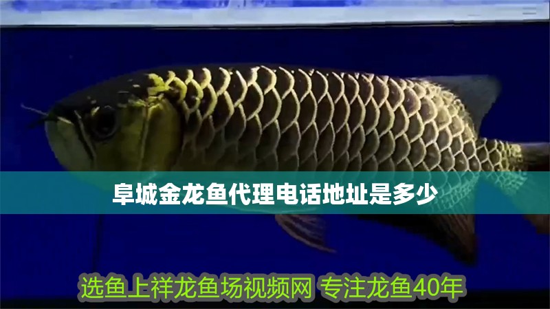 阜城金龍魚代理電話地址是多少