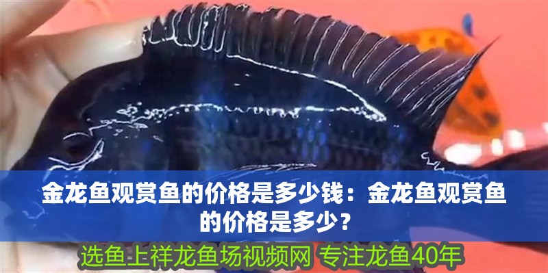金龍魚觀賞魚的價格是多少錢：金龍魚觀賞魚的價格是多少？
