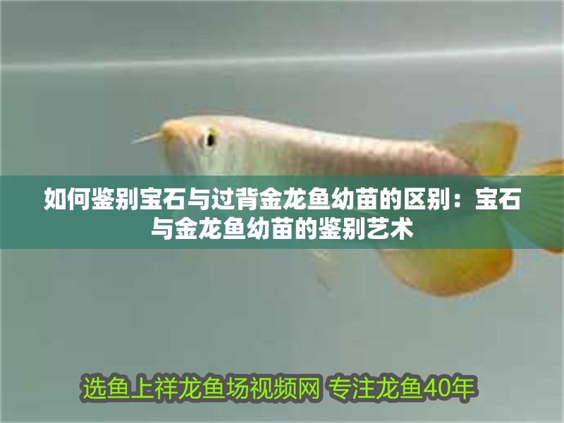 如何鑒別寶石與過背金龍魚幼苗的區(qū)別：寶石與金龍魚幼苗的鑒別藝術(shù)