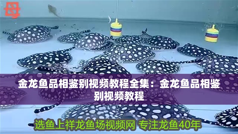 金龍魚品相鑒別視頻教程全集：金龍魚品相鑒別視頻教程