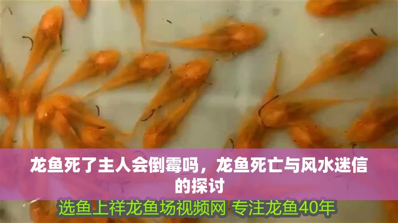 龍魚死了主人會倒霉嗎，龍魚死亡與風水迷信的探討