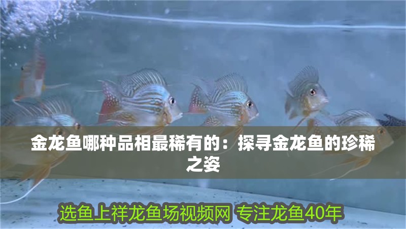 金龍魚哪種品相最稀有的：探尋金龍魚的珍稀之姿