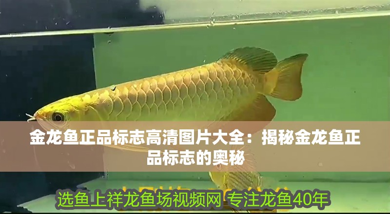 金龍魚正品標志高清圖片大全：揭秘金龍魚正品標志的奧秘