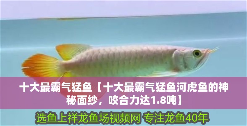 十大最霸氣猛魚【十大最霸氣猛魚河虎魚的神秘面紗，咬合力達1.8噸】