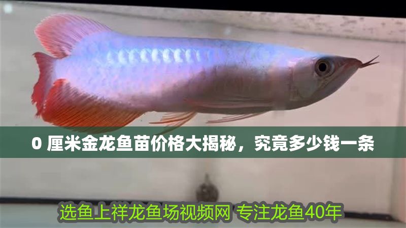 0 厘米金龍魚苗價格大揭秘，究竟多少錢一條