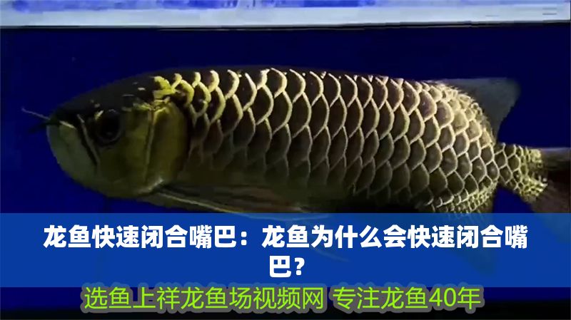 龍魚快速閉合嘴巴：龍魚為什么會快速閉合嘴巴？