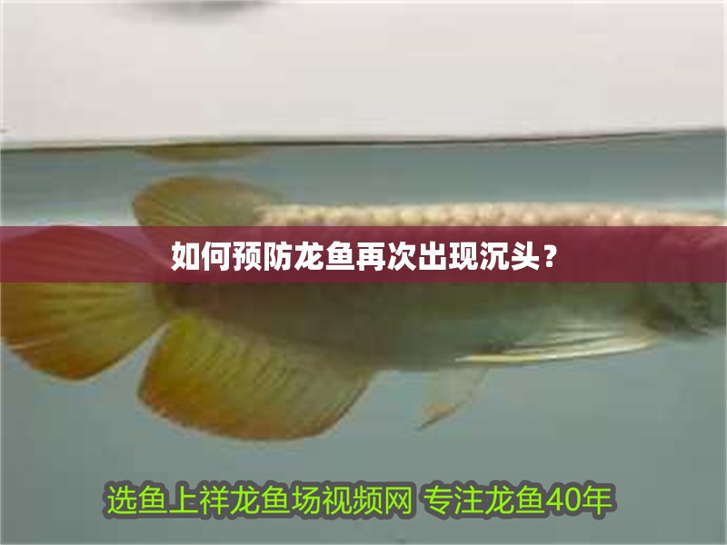 如何預防龍魚再次出現沉頭？