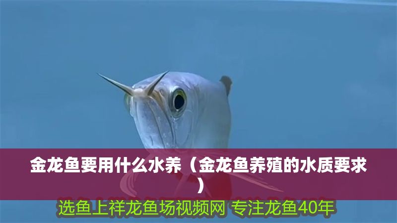 金龍魚要用什么水養(yǎng)（金龍魚養(yǎng)殖的水質要求）