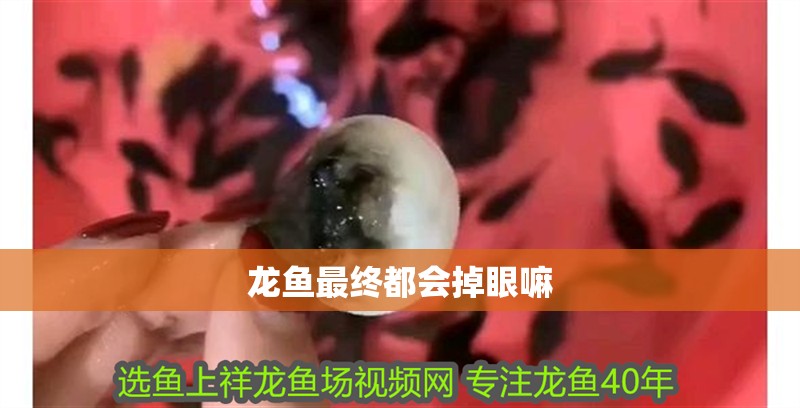 龍魚最終都會掉眼嘛