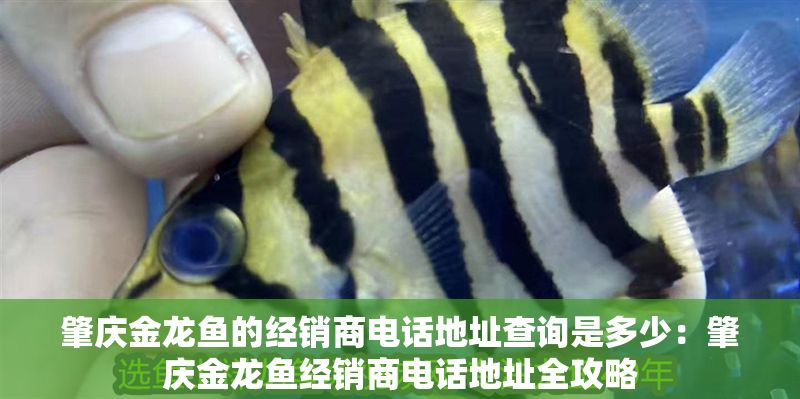 肇慶金龍魚的經銷商電話地址查詢是多少：肇慶金龍魚經銷商電話地址全攻略
