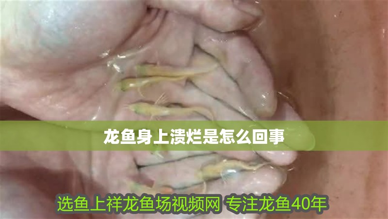 龍魚身上潰爛是怎么回事