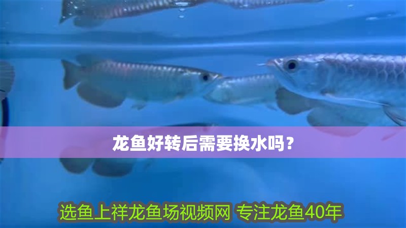 龍魚好轉后需要換水嗎？