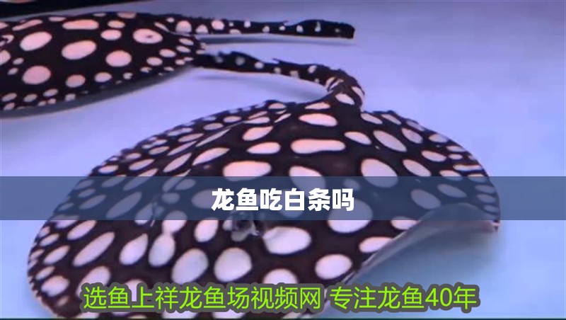 龍魚吃白條嗎