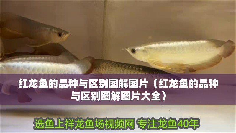 紅龍魚的品種與區別圖解圖片（紅龍魚的品種與區別圖解圖片大全）