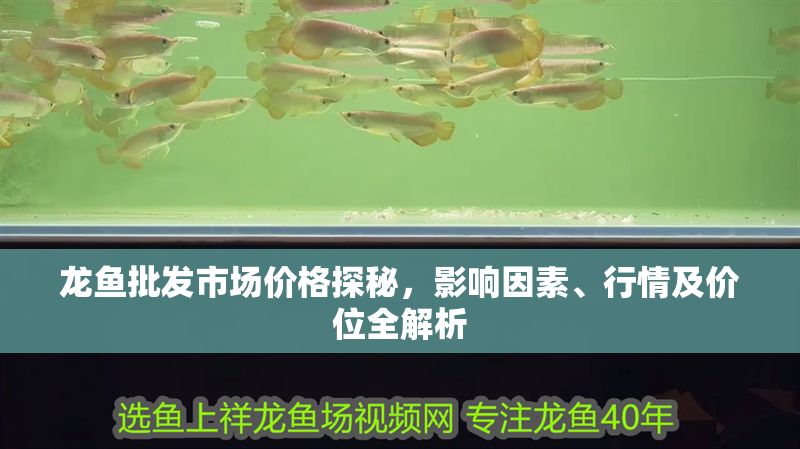 龍魚批發(fā)市場價格探秘，影響因素、行情及價位全解析
