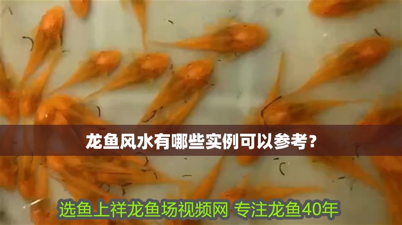 龍魚風水有哪些實例可以參考？