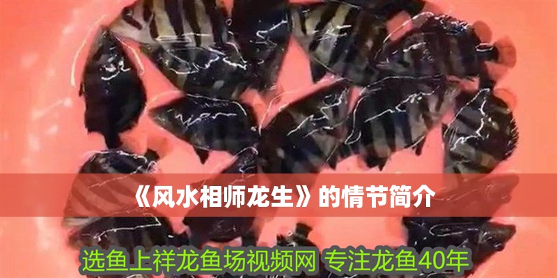 《風水相師龍生》的情節簡介