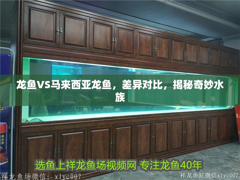 龍魚(yú)VS馬來(lái)西亞龍魚(yú)，差異對(duì)比，揭秘奇妙水族