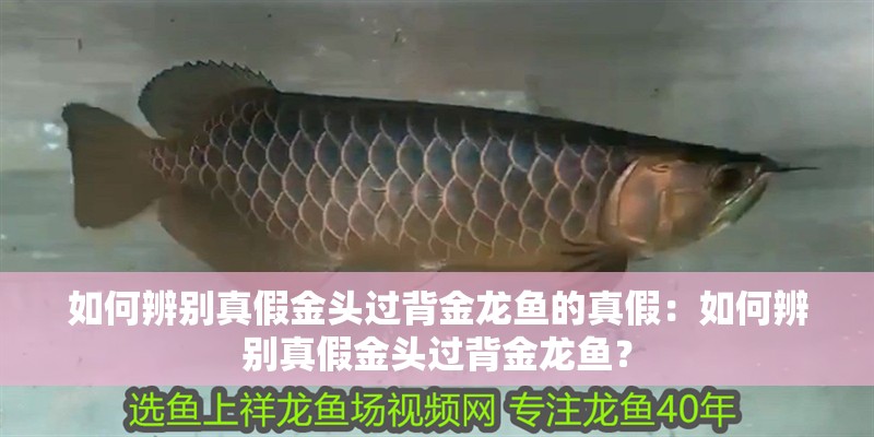 如何辨別真假金頭過背金龍魚的真假：如何辨別真假金頭過背金龍魚？
